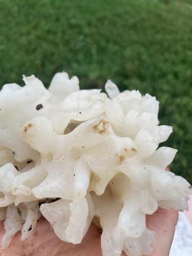 white coral jelly fungus