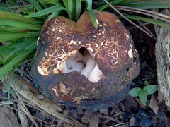 Discinaceae