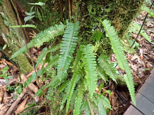 Thylacopteris papillosa observed 2026-08-10