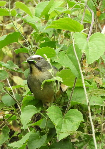Mikania cordifolia, photograph 2