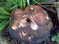 Discinaceae