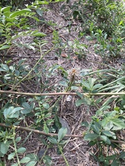 Glycyrrhiza echinata, photograph (c) Илья Руденко, some rights reserved (CC BY)