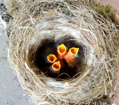 Phoenicurus phoenicurus