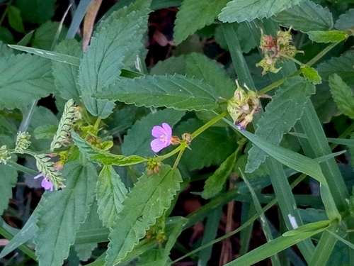 Melochia pyramidata, photograph 6