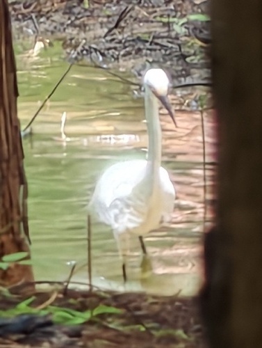 Little Egret
