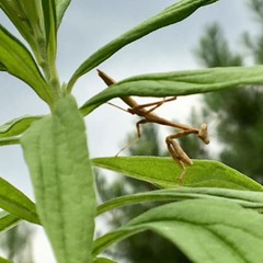 Mantidae