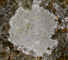 Aspicilia caesiopruinosa