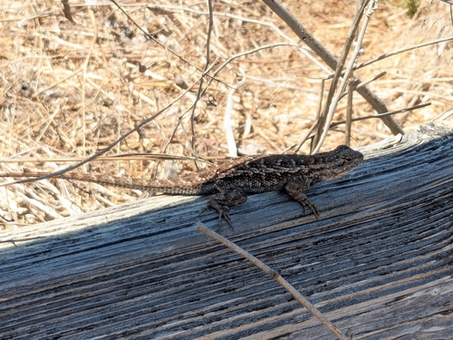 iNaturalist observation photo of Western Fence Lizard