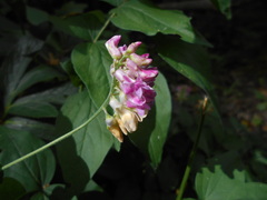 Lathyrus venetus