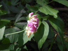 Lathyrus venetus