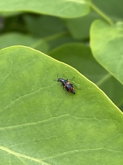 Anthocomus fasciatus