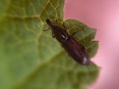 Cossonus linearis