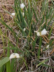 Sisyrinchium albidum