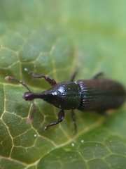 Cossonus linearis