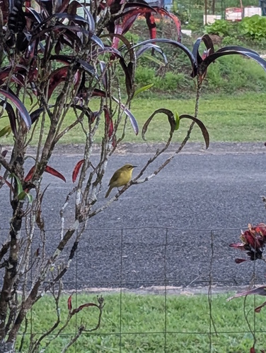 Yellow Honeyeater
