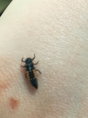 Harmonia quadripunctata