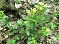 Lamium galeobdolon galeobdolon