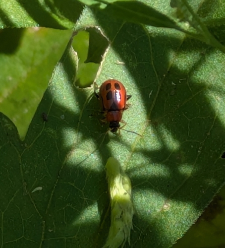 Bean Leaf Beetle photo 3