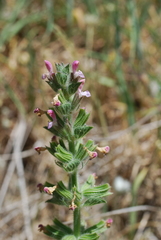 Salvia viridis