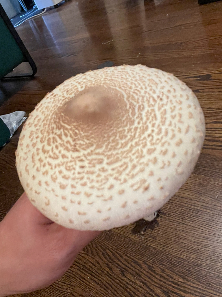 reddening lepiota · August 2026 · photo: Photo: (c) Isaac Larkin, some rights reserved (CC BY-SA) · iNaturalist