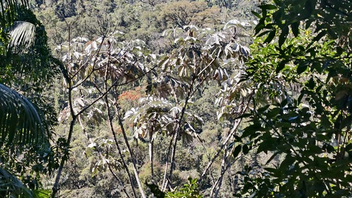 Cecropia hololeuca, photograph 2