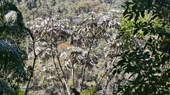 (c) fmunoz, some rights reserved (CC BY) Cecropia hololeuca, photograph (c) fmunoz, some rights reserved (CC BY)