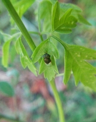 Stratiomyidae