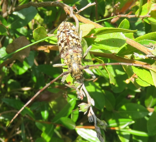 Balsam Fir Sawyer photo 4