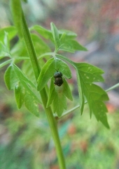 Stratiomyidae