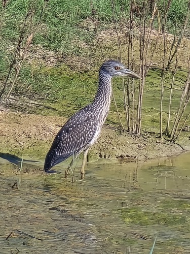 Yellow-crowned Night Heron