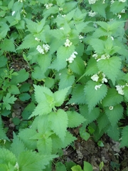 Lamium album