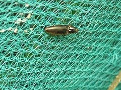 Agriotes fuscicollis