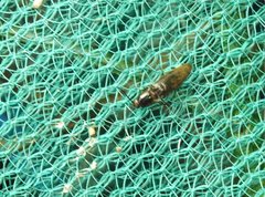 Agriotes fuscicollis