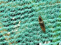 Agriotes fuscicollis