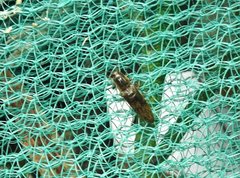 Agriotes fuscicollis