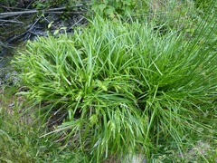 Carex comosa