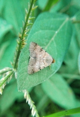 Erebidae