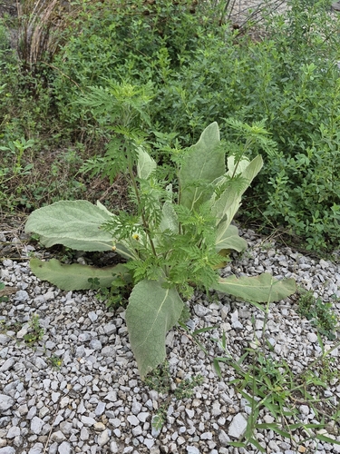 common ragweed