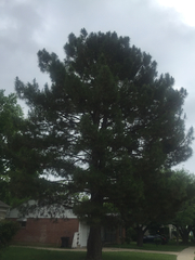 Pinus brutia eldarica