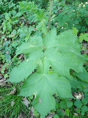 Angiospermae