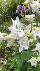 Aquilegia coerulea