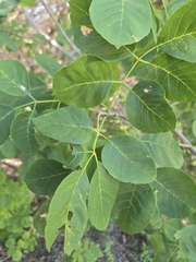 Fraxinus albicans, photograph author not stated, no rights reserved