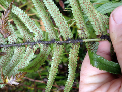 Dryopteris cycadina, photograph author not stated, no rights reserved