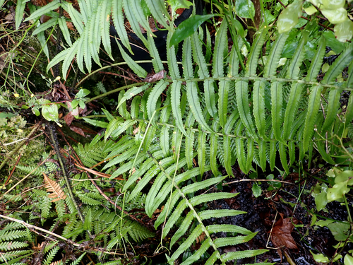 Dryopteris cycadina observed 2026-08-15