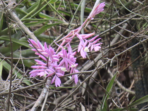Tillandsia straminea, photograph 3