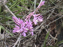 Tillandsia straminea, photograph Viktor, CC BY, iNaturalist via GBIF