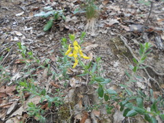 Genista germanica