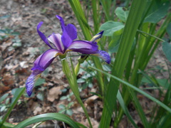 Iris graminea