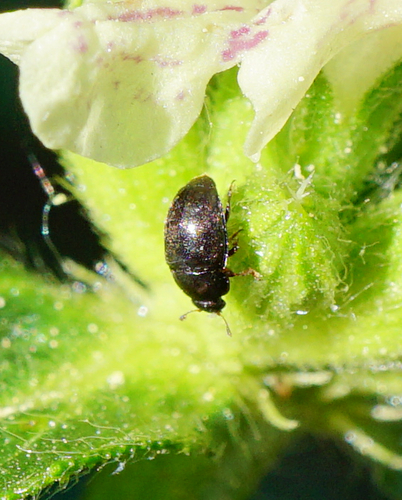 Lamiogethes brunnicornis