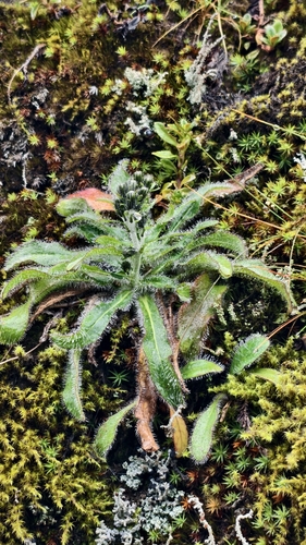 Hieracium morii observed 2026-08-18
